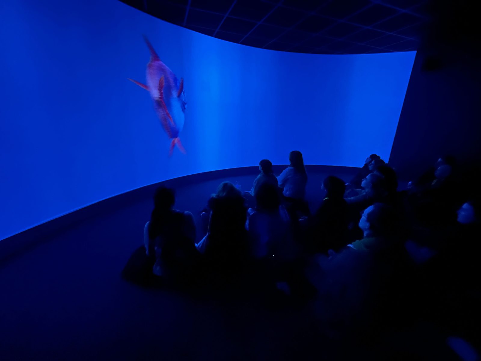 A pink fish swimming across a deep blue curved screen above seated visitors